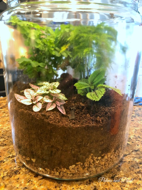 I love terrariums