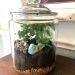 I love terrariums