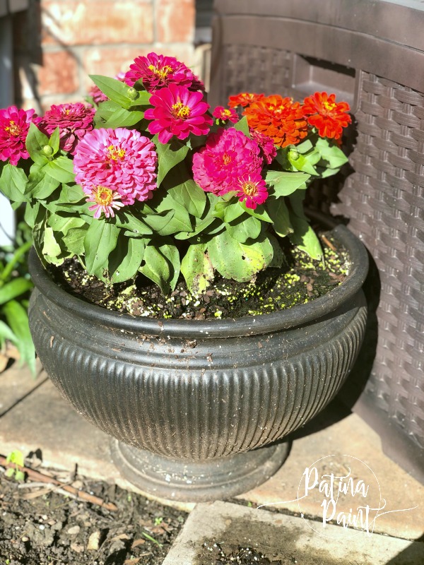 zinnias