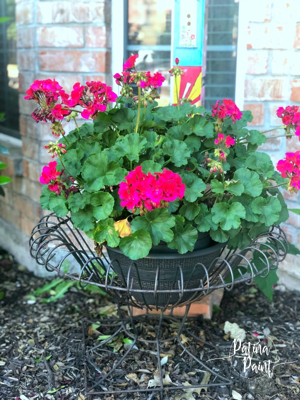 Geranium