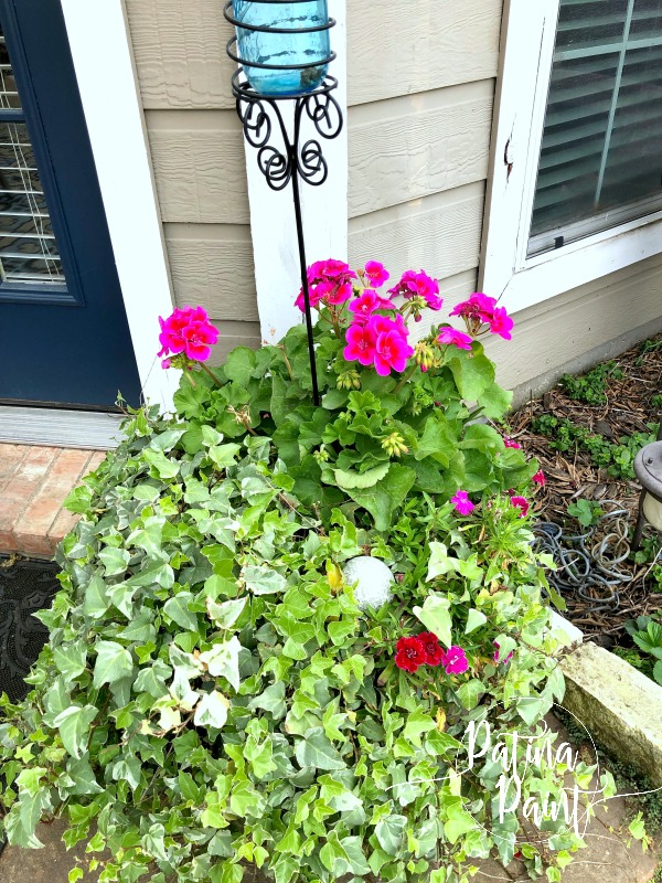 geraniums, ivy