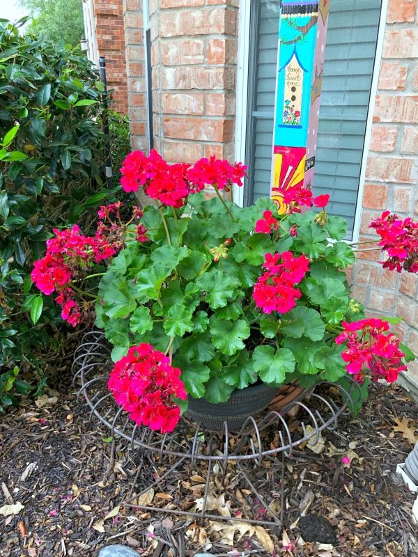 geraniums