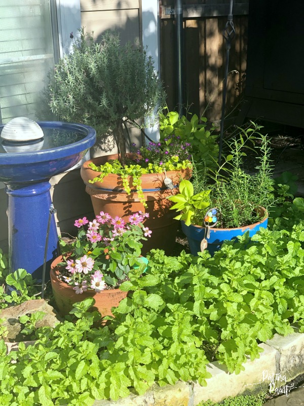 flowers,birdbath